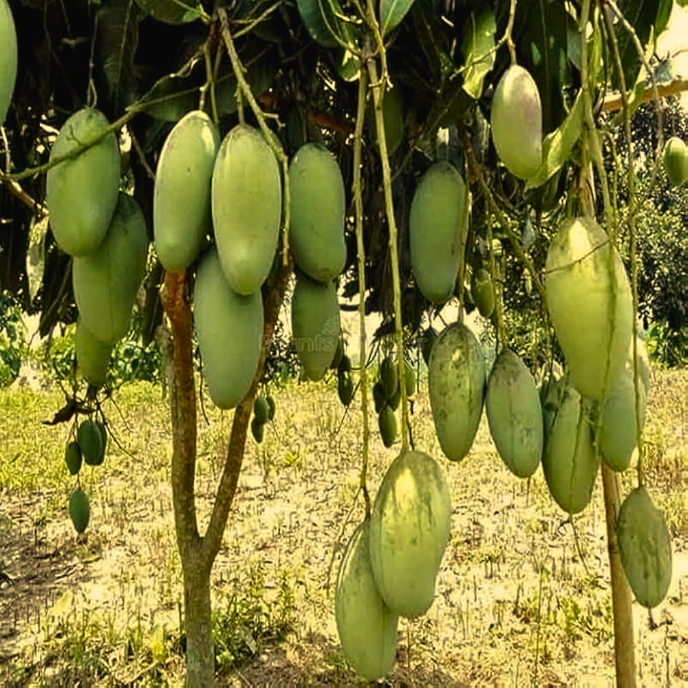 আম্রপালি আম